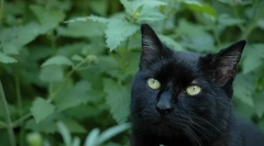 Mint: harm nebo přínos?
